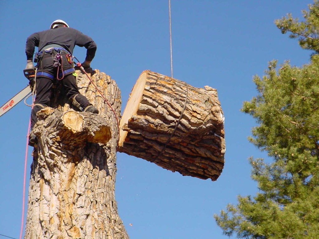 Tree Removal - Padilla Tree Service Corp 2