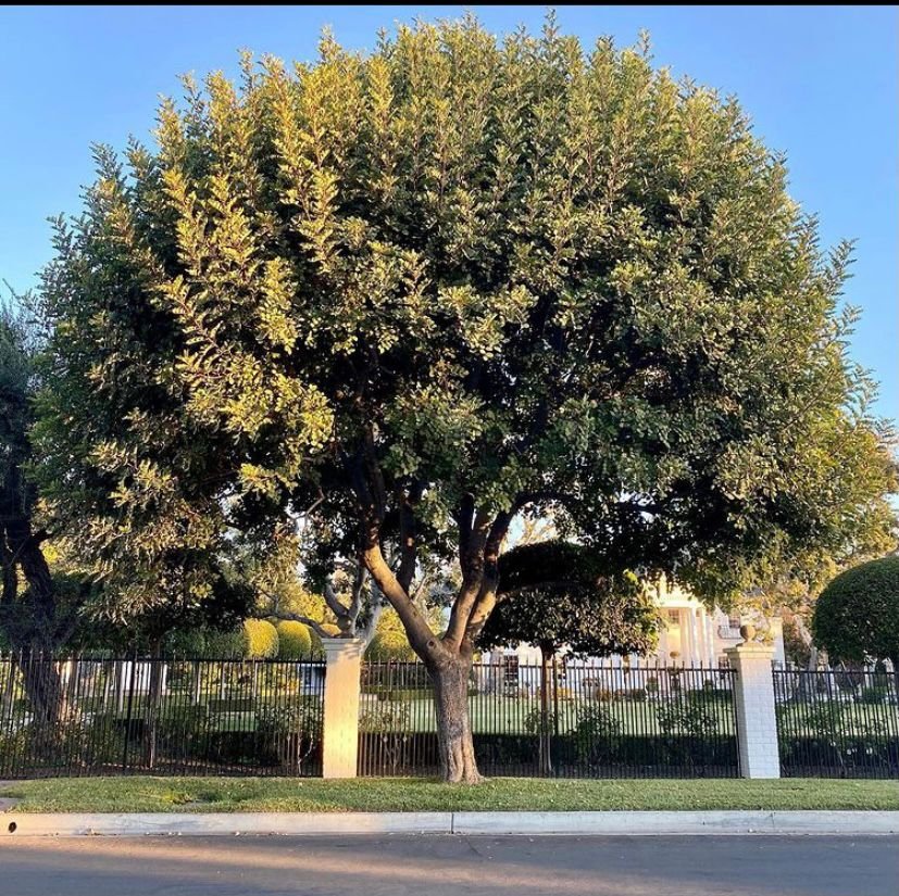 tree trimming - padilla tree services