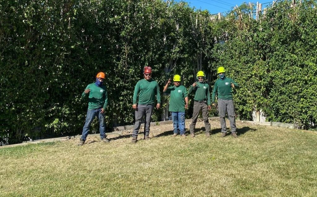 Local tree removal, trimming, stump grinding & landscaping in Buena Park. Licensed, insured & affordable. Call Padilla Tree Service for a free estimate!