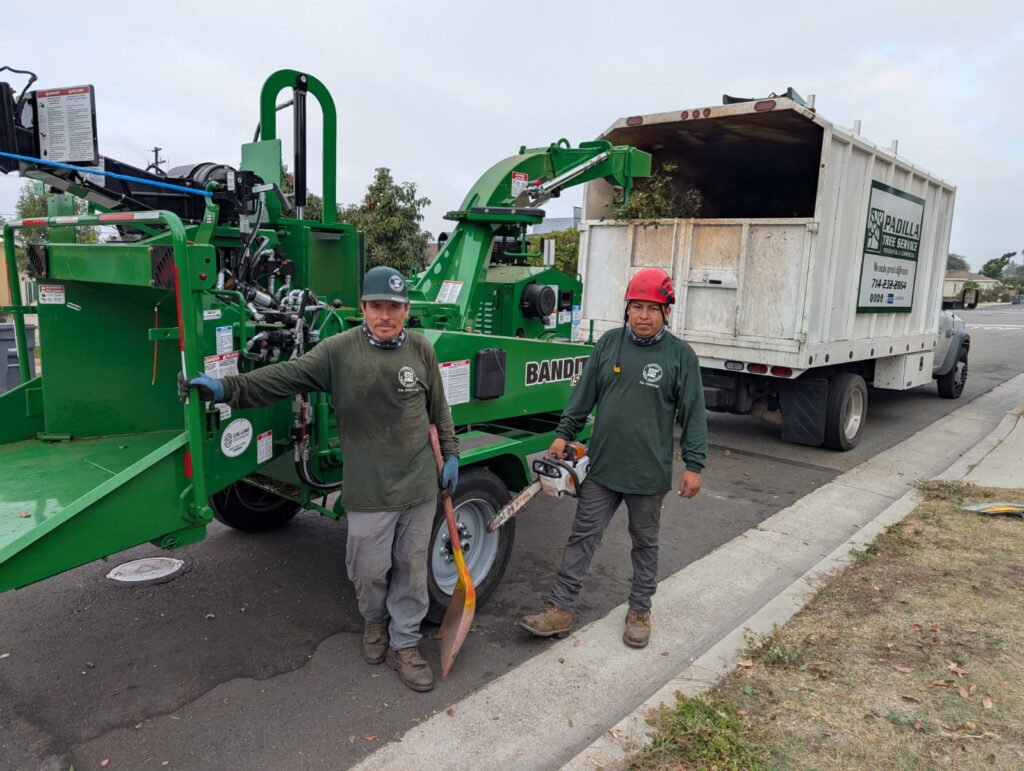 About Padilla Tree Services -- Local tree removal, trimming, stump grinding & landscaping in Buena Park. Licensed, insured & affordable.