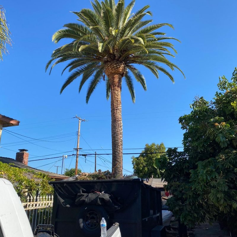 Padilla Tree Service (172)