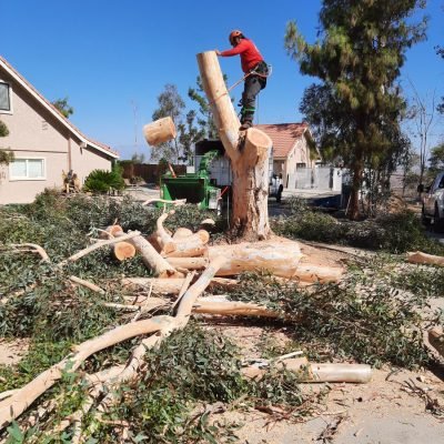 Padilla Tree Service (32)