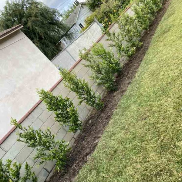 Padilla Tree Service Corp (222)