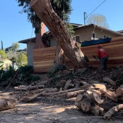 Padilla Tree Service (Foto para tree cutting)